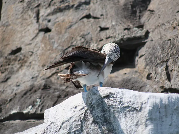 Blue-footed booby on white rock