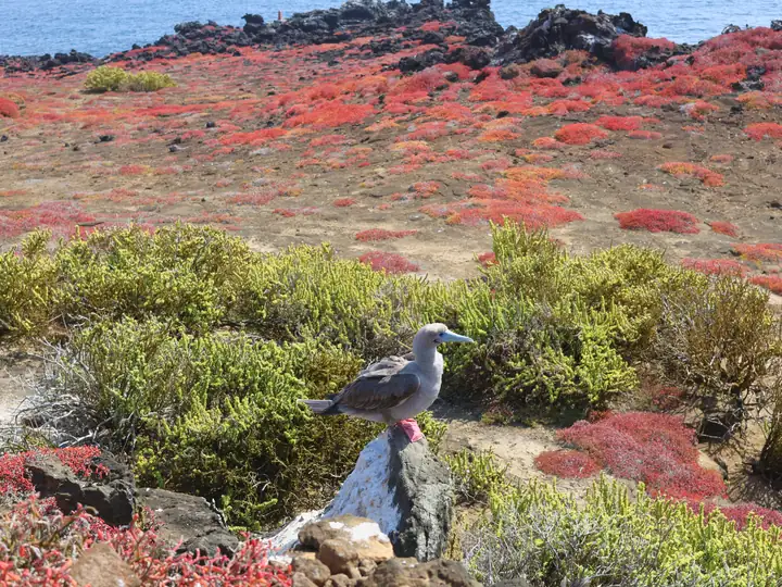Booby standing among red Sesuvium plants above the sea, San Cristóbal