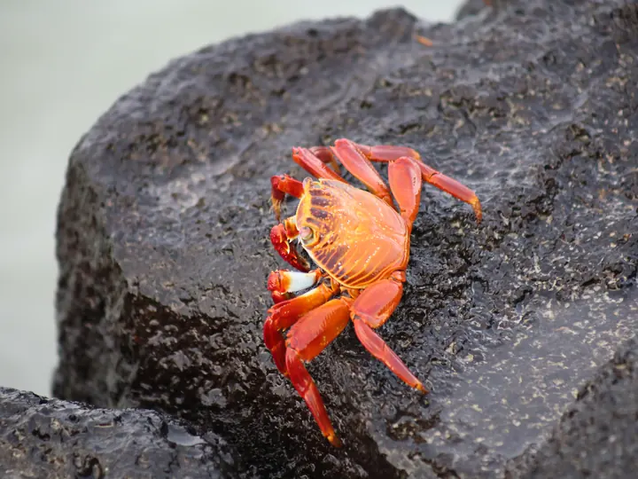 Sally Lightfoot crab on black lava