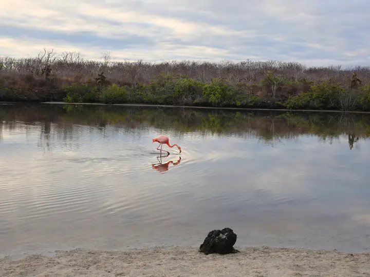 Flamingo feeding in a brackish lagoon, Galápagos