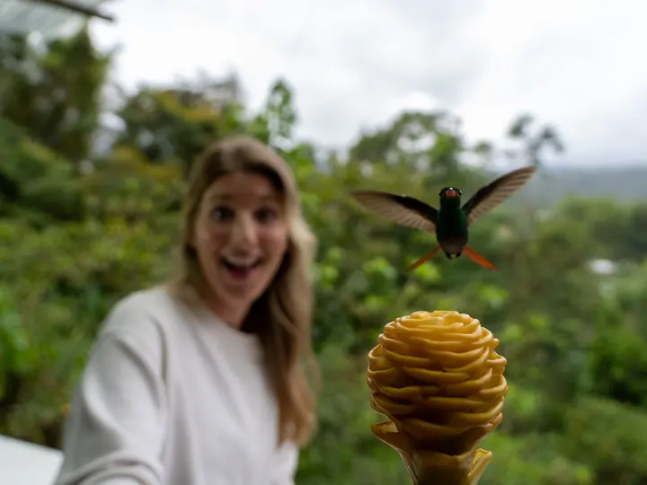Hummingbird feeding from a visitor's hand in Mindo Cloud Forest