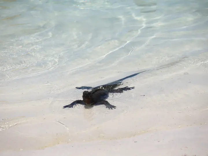 Marine iguana swimming in shallow turquoise water, Santa Cruz