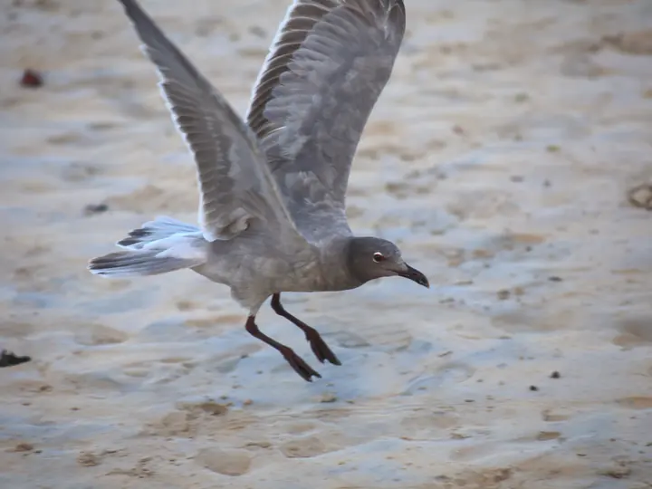 Lava gull with open wings, Santa Cruz