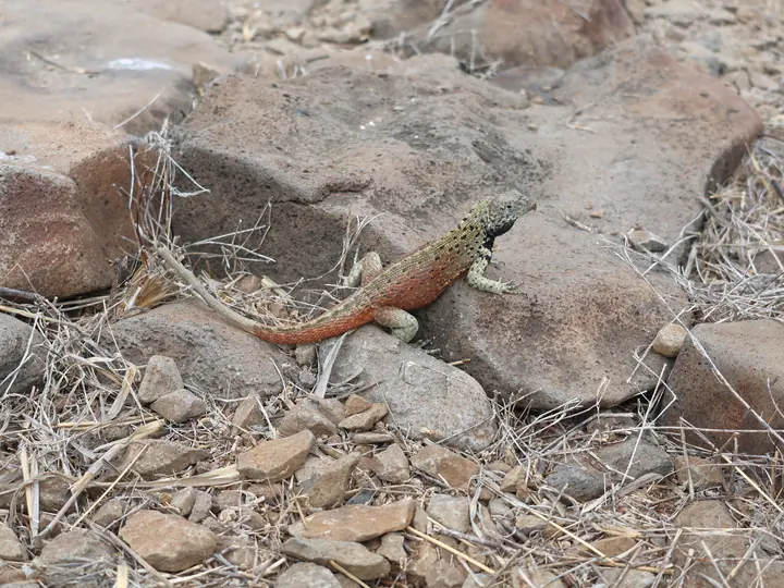 Male lava lizard on dry ground, Española