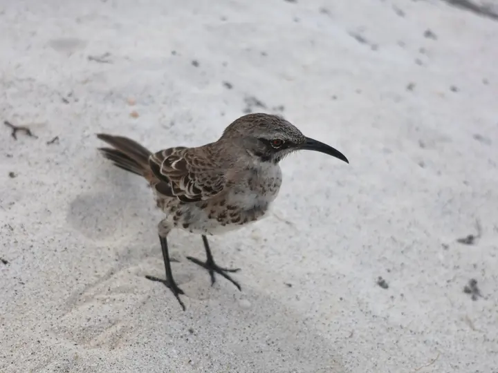 Española mockingbird on white sand at Gardner Bay
