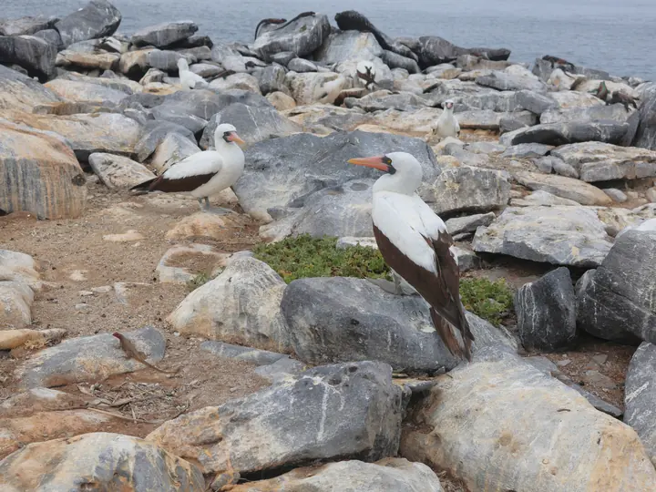 Nazca booby on the rocks of Punta Suárez, Española