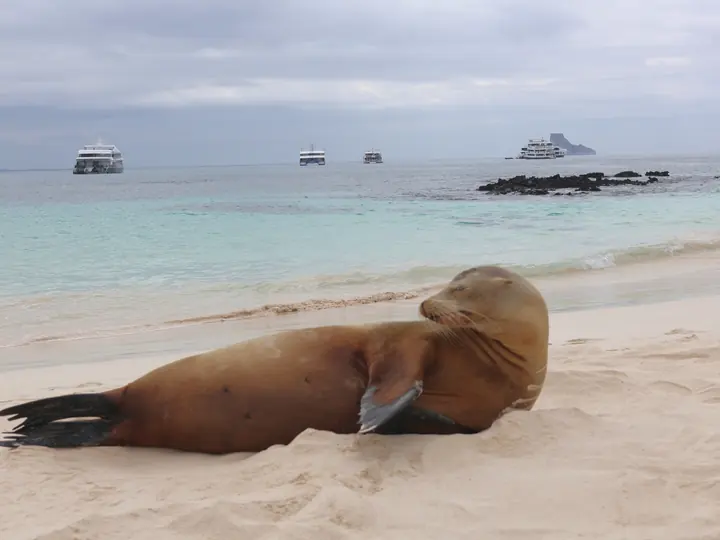 Sea lion on white sand beside turquoise water, San Cristóbal
