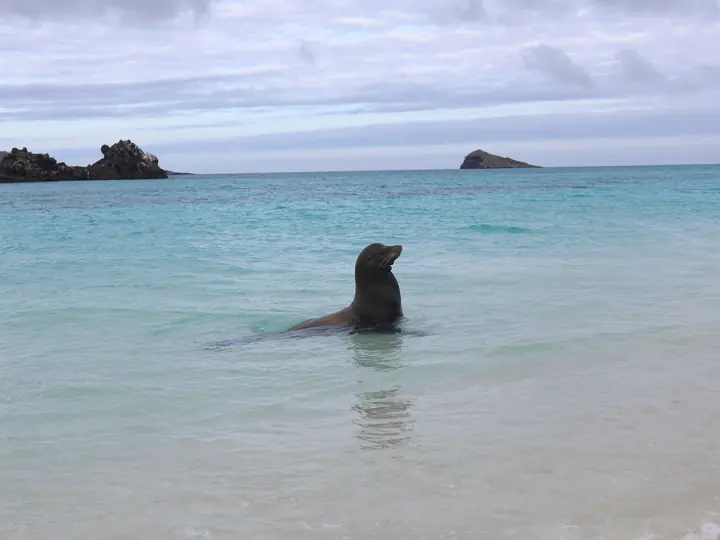 Sea lion in calm turquoise shallows, Gardner Bay, Española