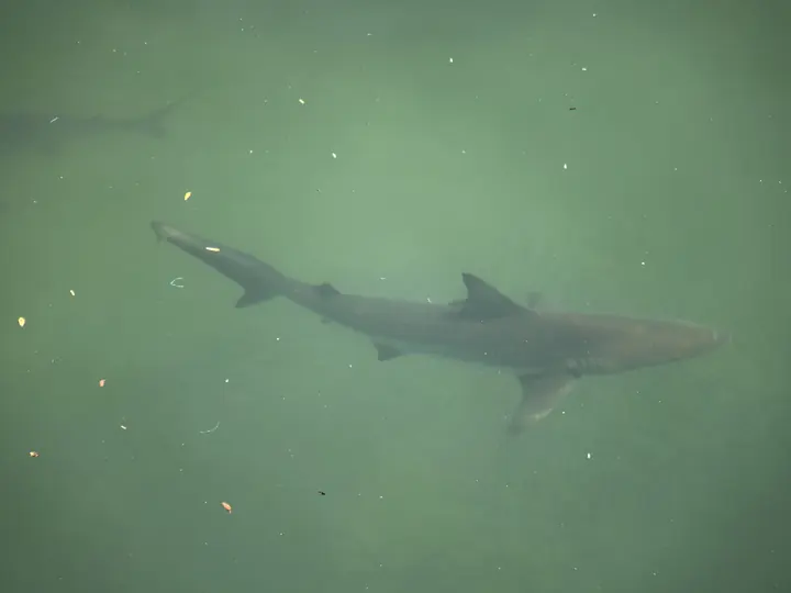White-tip reef shark seen from above in clear water