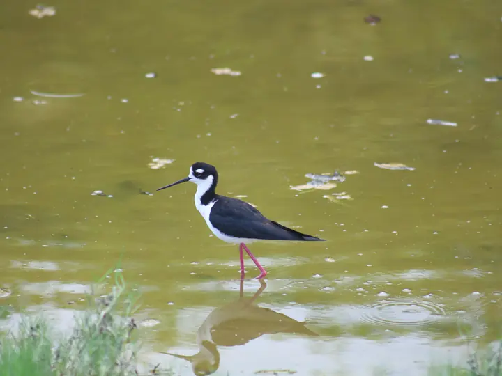 Black-necked stilt wading in a lagoon, Santa Cruz