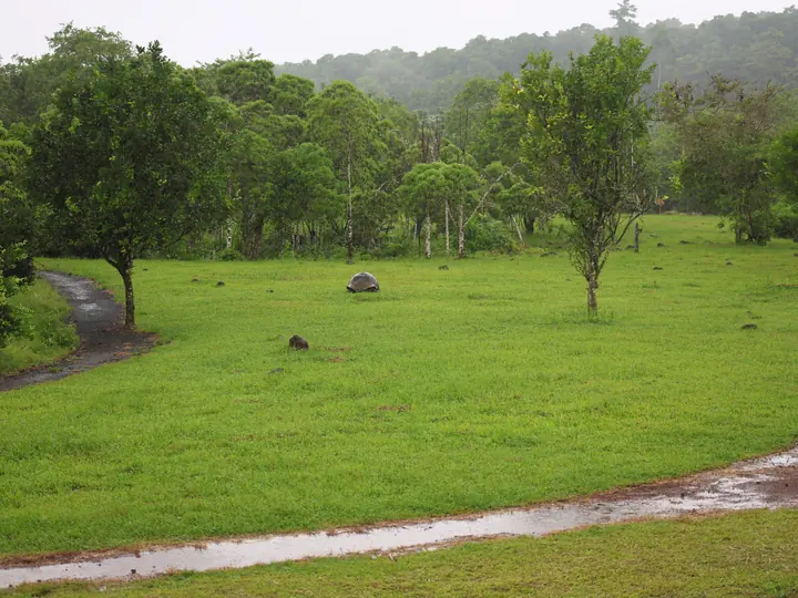 Giant tortoises grazing in a green meadow in the Santa Cruz highlands