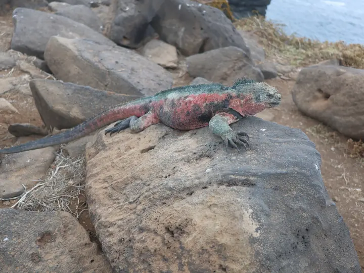 Marine iguana in red and green breeding colours on the rocks of Española