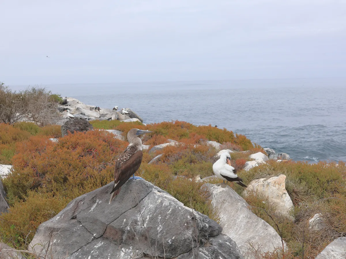Galápagos hawk perched above the seabird colony at Punta Suárez, Española