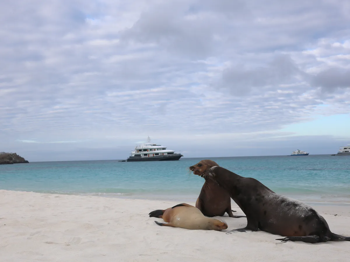 Sea lions resting on a white-sand beach in Española with a small cruise yacht anchored behind, Galápagos