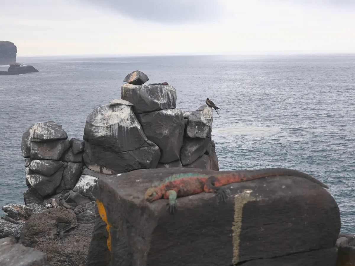 Marine iguana on a rock above the sea at Punta Suárez, Española, Galápagos