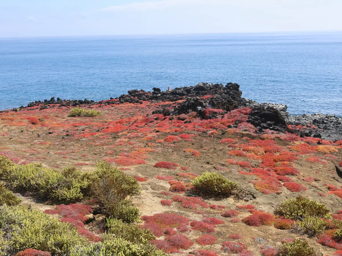 Red Sesuvium carpet and black lava above the sea, Punta Pitt, San Cristóbal, Galápagos