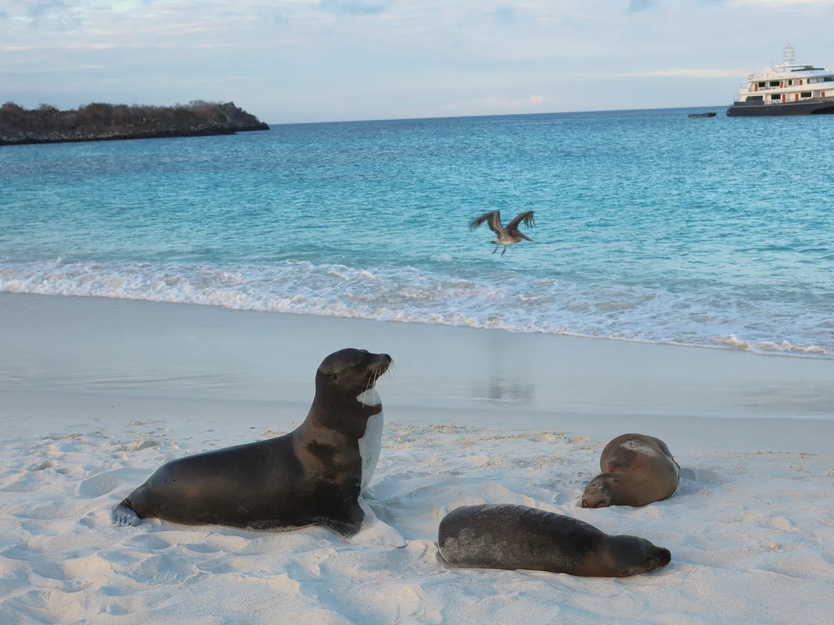 Sea lion mother and pup on the beach at Gardner Bay, Española, Galápagos