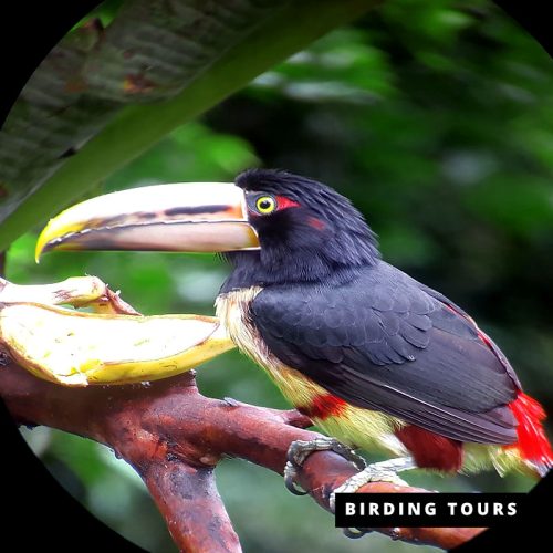 Special-Birding-Tour-4-days.jpg